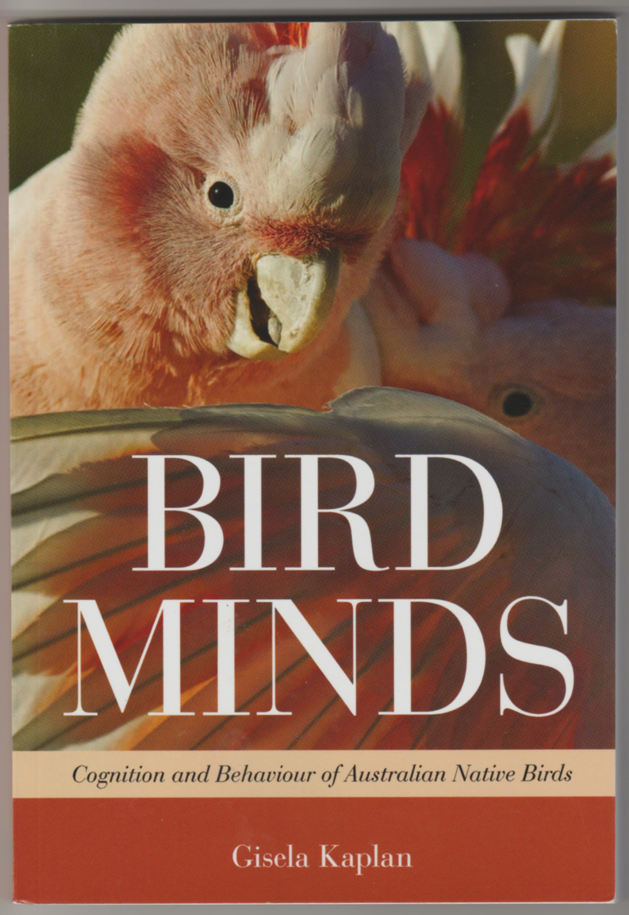 Image for BIRD MINDS: Cognition and Behaviour of Australian Native Birds